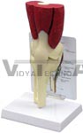 Muscled Knee Joint Model